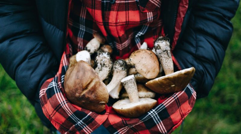 How to Tell if Mushrooms are Bad – Store Them For a Limited Time Only!