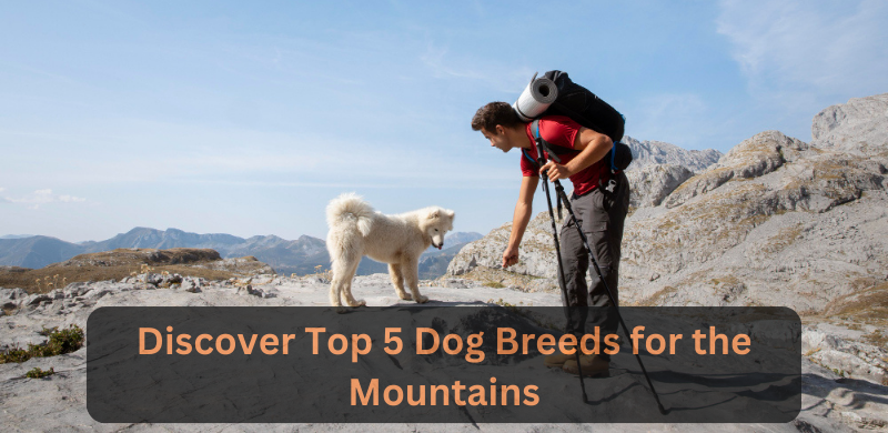 Discover Top 5 Dog Breeds for the Mountains