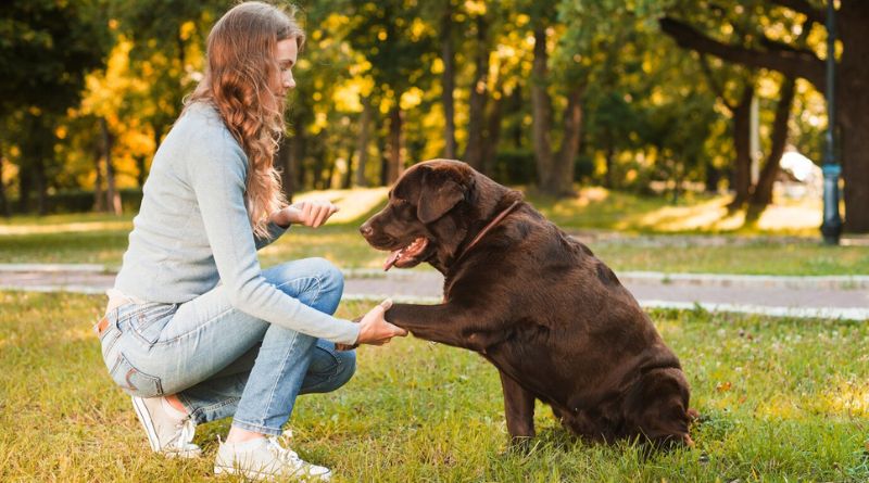 10 Best Therapy Dog Breeds Providing Comfort and Support