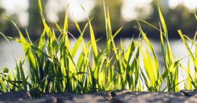 10 Grass Types That Thrive in Michigan Yards