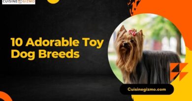 10 Adorable Toy Dog Breeds