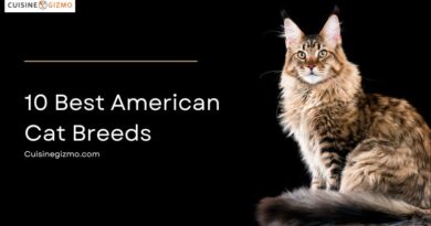 10 Best American Cat Breeds