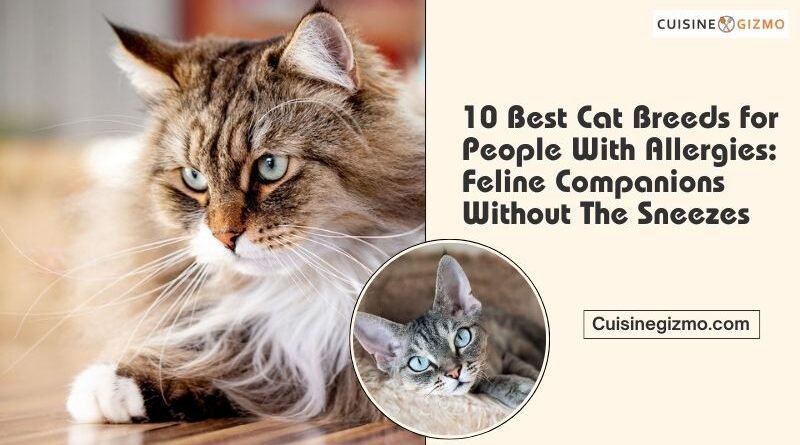 10 Best Cat Breeds for People With Allergies: Feline Companions Without the Sneezes