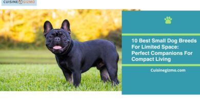 10 Best Small Dog Breeds for Limited Space: Perfect Companions for Compact Living