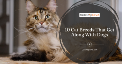 10 Cat Breeds That Get Along With Dogs