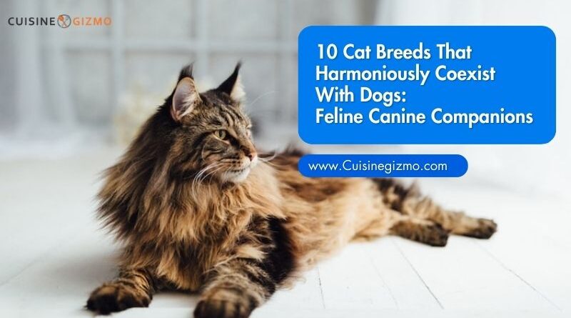 10 Cat Breeds That Harmoniously Coexist With Dogs: Feline Canine Companions