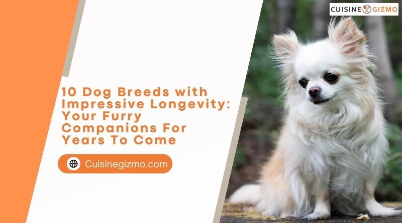 10 Dog Breeds with Impressive Longevity: Your Furry Companions for Years to Come