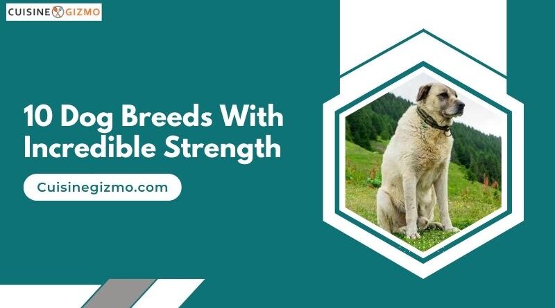 10 Dog Breeds With Incredible Strength