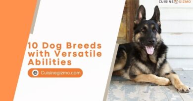 10 Dog Breeds with Versatile Abilities