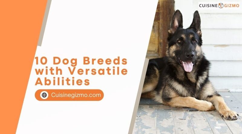 10 Dog Breeds with Versatile Abilities