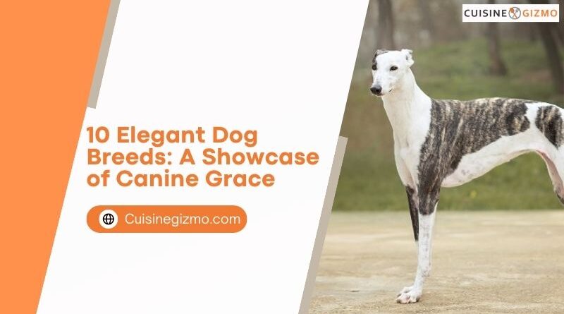 10 Elegant Dog Breeds: A Showcase of Canine Grace