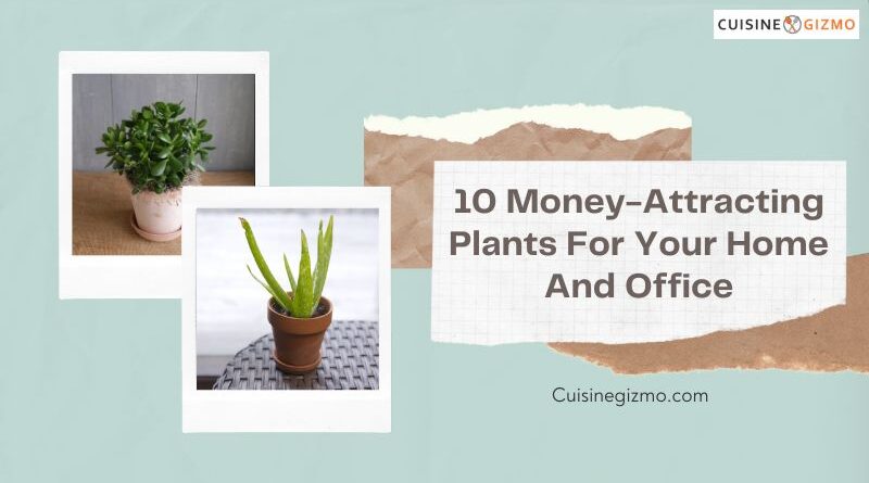 10 Money-Attracting Plants for Your Home and Office