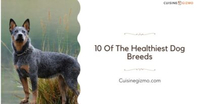10 of the Healthiest Dog Breeds