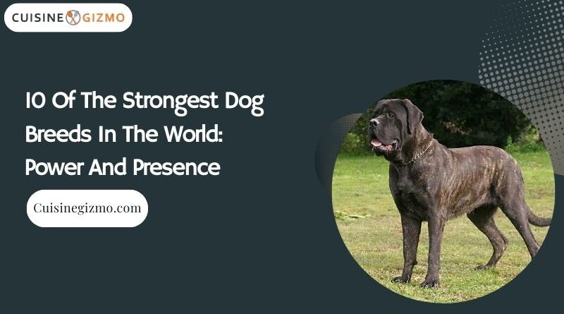 10 Of The Strongest Dog Breeds In The World: Power And Presence