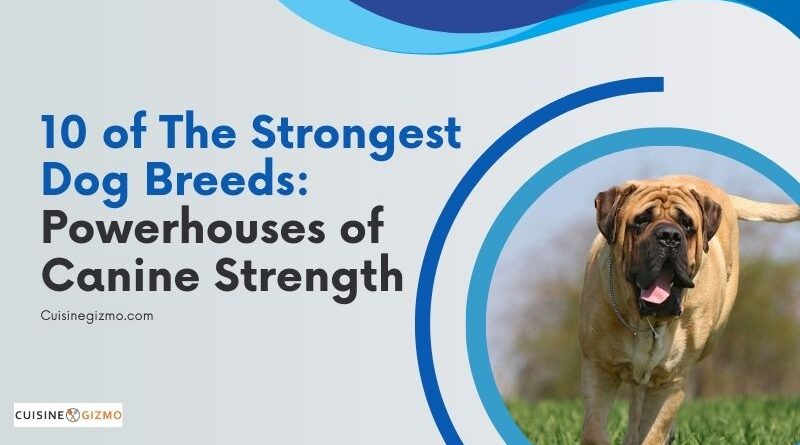10 of the Strongest Dog Breeds: Powerhouses of Canine Strength