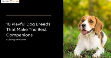 10 Playful Dog Breeds That Make the Best Companions