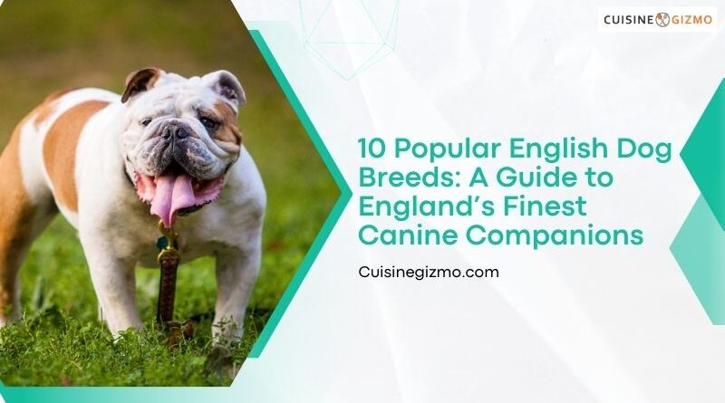 10 Popular English Dog Breeds: A Guide to England’s Finest Canine Companions
