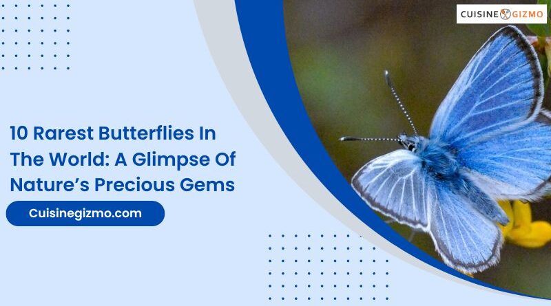 10 Rarest Butterflies in the World: A Glimpse of Nature’s Precious Gems