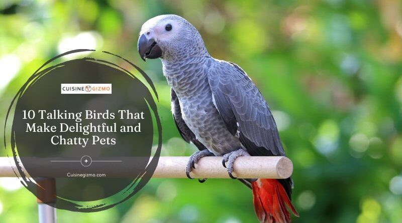 10 Talking Birds That Make Delightful and Chatty Pets