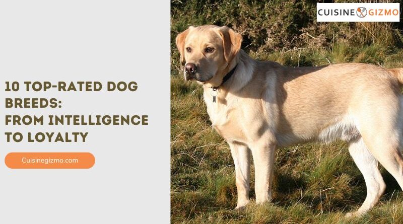 10 Top-Rated Dog Breeds: From Intelligence to Loyalty
