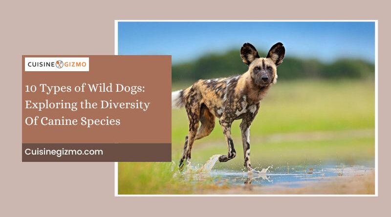 10 Types of Wild Dogs: Exploring the Diversity of Canine Species