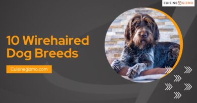 10 Wirehaired Dog Breeds