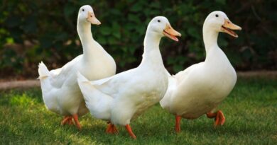 12 Fascinating Types of Ducks Exploring the Diversity of Waterfowl