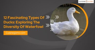 12 Fascinating Types of Ducks: Exploring the Diversity of Waterfowl