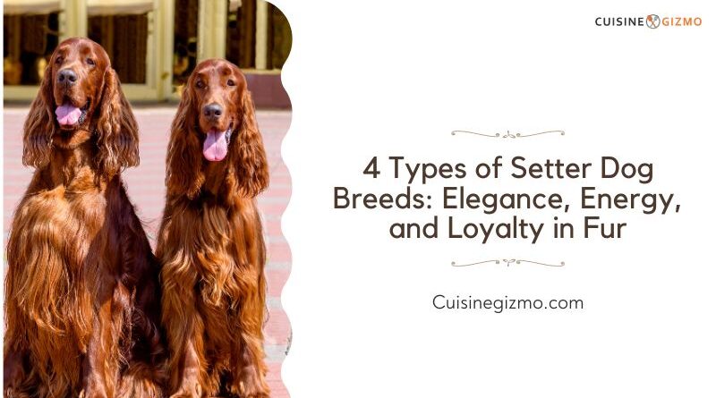 4 Types of Setter Dog Breeds: Elegance, Energy, and Loyalty in Fur