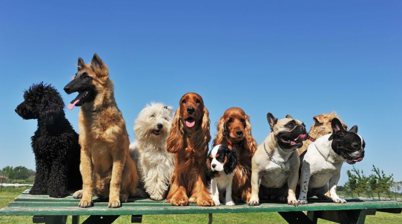 5 Dog Breeds and Their Cultural Significance Exploring Canine Icons