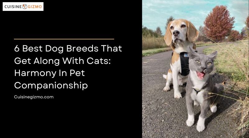 6 Best Dog Breeds That Get Along With Cats: Harmony in Pet Companionship
