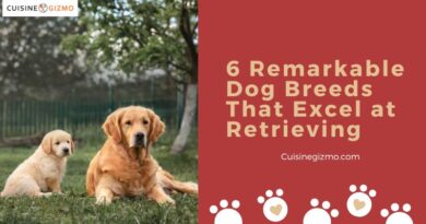 6 Remarkable Dog Breeds That Excel at Retrieving
