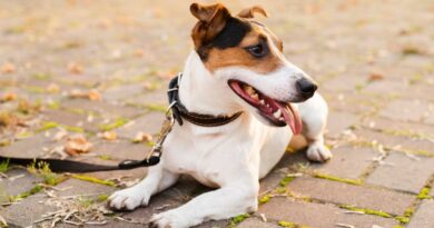 7 Best Dog Breeds That Don’t Shed Much