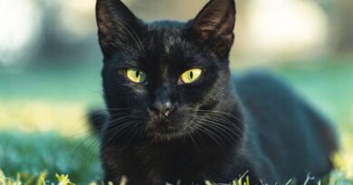 7 Black Cats With Green Eyes Breeds You’ll Love
