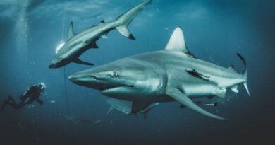 _7 Sharks Found in the Bahamas