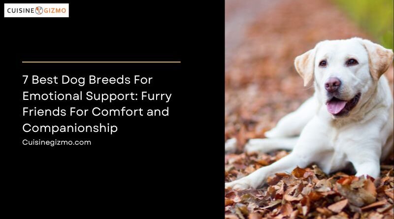 7 Best Dog Breeds for Emotional Support: Furry Friends for Comfort and Companionship