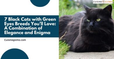 7 Black Cats with Green Eyes Breeds You’ll Love: A Combination of Elegance and Enigma