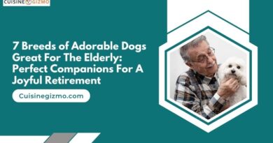 7 Breeds of Adorable Dogs Great for the Elderly: Perfect Companions for a Joyful Retirement