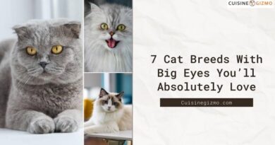 7 Cat Breeds With Big Eyes You’ll Absolutely Love