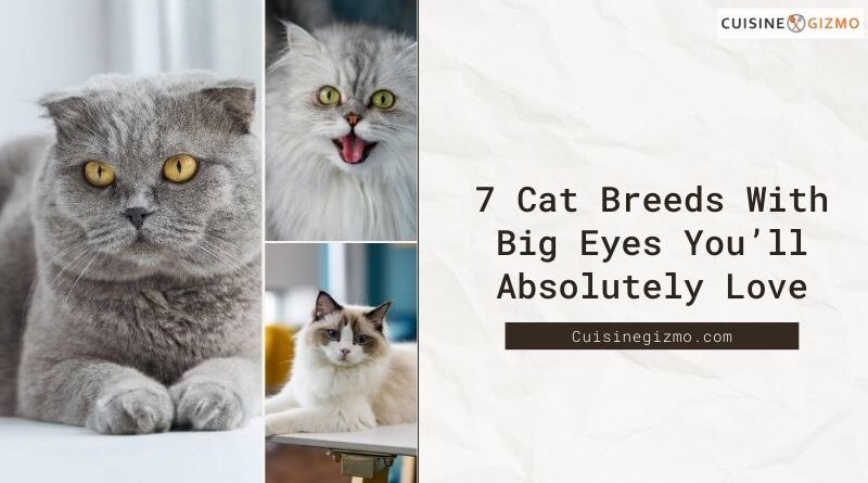 7 Cat Breeds With Big Eyes You’ll Absolutely Love