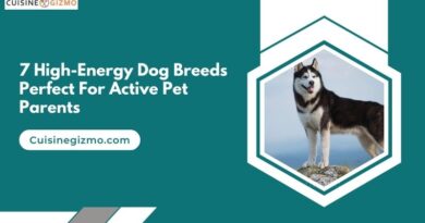 7 High-Energy Dog Breeds Perfect for Active Pet Parents
