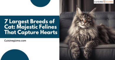 7 Largest Breeds of Cat: Majestic Felines That Capture Hearts