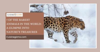 7 of the Rarest Animals in the World: A Glimpse into Nature’s Treasures
