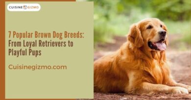 7 Popular Brown Dog Breeds: From Loyal Retrievers to Playful Pups