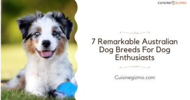 7 Remarkable Australian Dog Breeds for Dog Enthusiasts