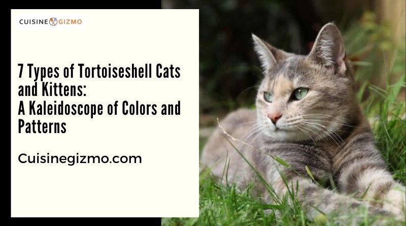 7 Types of Tortoiseshell Cats and Kittens: A Kaleidoscope of Colors and Patterns