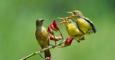 Unlocking the Art of Bird Photography: Tips to Identify Different Types of Birds