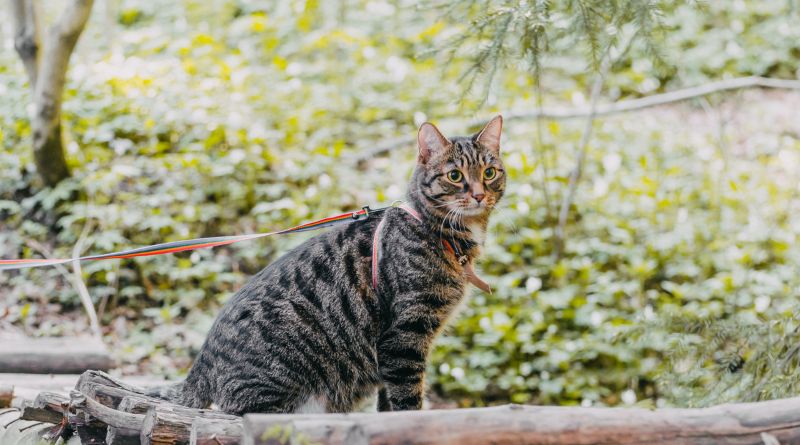 8 Longest Living Cat Breeds