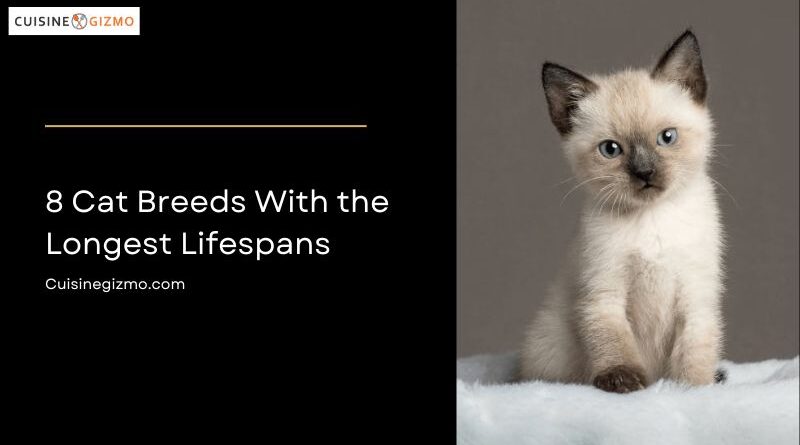 8 Cat Breeds With the Longest Lifespans