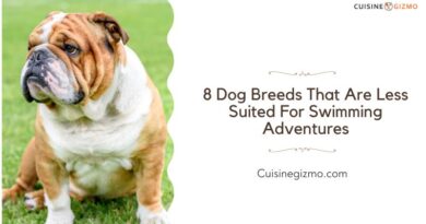 8 Dog Breeds That Are Less Suited for Swimming Adventures